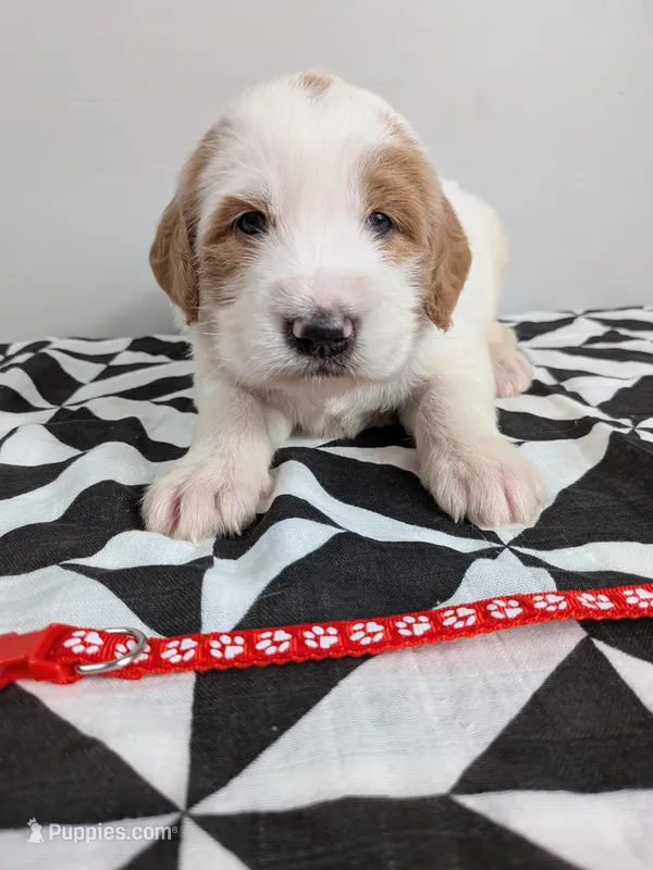 Irish Goldendoodle boy 3 – Goldendoodle, Irish Doodle puppy for sale in Baton Rouge, LA