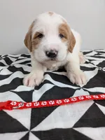 Irish Goldendoodle boy 3, a male Goldendoodle and Irish Doodle for sale in Baton Rouge, LA – Photo 3 of 8