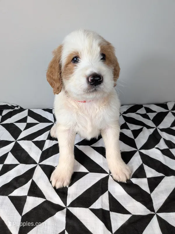 Irish Goldendoodle boy 3 – Goldendoodle, Irish Doodle puppy for sale in Baton Rouge, LA