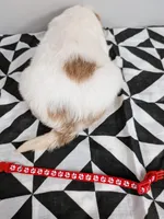 Irish Goldendoodle boy 3, a male Goldendoodle and Irish Doodle for sale in Baton Rouge, LA – Photo 5 of 8