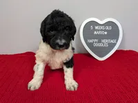 F1b Goldendoodle "Mario", a male Goldendoodle for sale in Baton Rouge, LA – 2 of 3