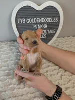 F1b Goldendoodle- pink collar, a female Goldendoodle for sale in Baton Rouge, LA – 3 of 4
