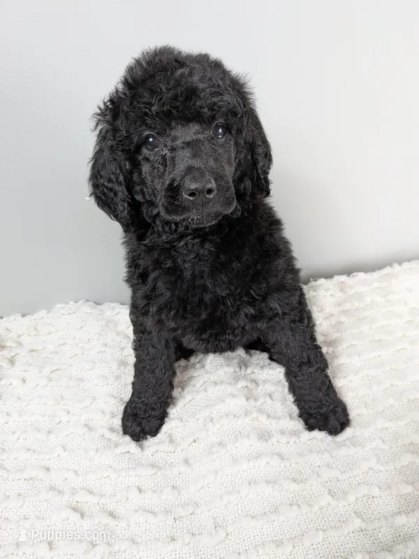 Light pink girl – Poodle - Standard  puppy for sale in Baton Rouge, LA