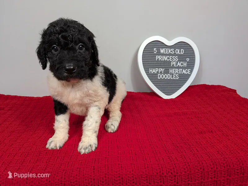 F1b Goldendoodle "Princess Peach" – Goldendoodle puppy for sale in Baton Rouge, LA