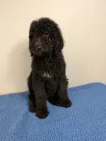 Forest F1bb Goldendoodle , a male Goldendoodle for sale in Baton Rouge, LA – 4 of 4