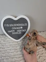 F1b Goldendoodle- orange collar, a male Goldendoodle for sale in Baton Rouge, LA – 2 of 2
