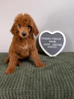 Standard Poodles- pink collar , a female Poodle - Standard  for sale in Baton Rouge, LA – 1 of 10