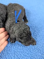 "Jingle" F1b Goldendoodle, a male Goldendoodle for sale in Baton Rouge, LA – Photo 4 of 8