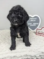 "Jingle" F1b Goldendoodle, a male Goldendoodle for sale in Baton Rouge, LA – Photo 7 of 8