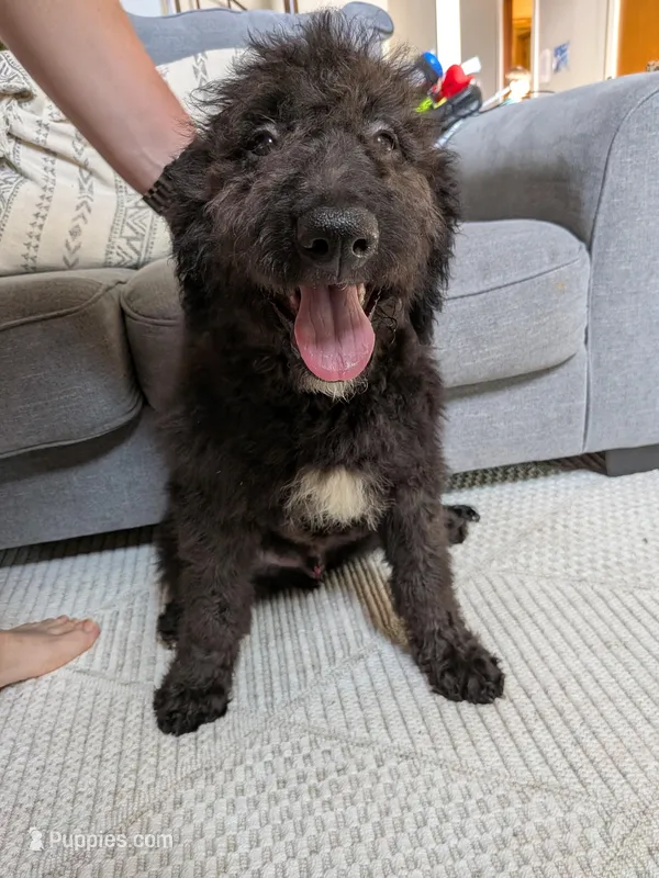 "Jingle" F1b Goldendoodle