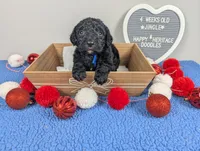 "Jingle" F1b Goldendoodle, a male Goldendoodle for sale in Baton Rouge, LA – Photo 3 of 8