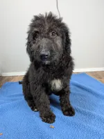 "Jingle" F1b Goldendoodle, a male Goldendoodle for sale in Baton Rouge, LA – Photo 8 of 8