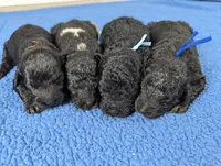 "Jingle" F1b Goldendoodle, a male Goldendoodle for sale in Baton Rouge, LA – Photo 5 of 8