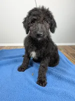 "Jingle" F1b Goldendoodle, a male Goldendoodle for sale in Baton Rouge, LA – Photo 1 of 8