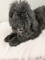 Ivy F1bb Goldendoodle, a female Goldendoodle for sale in Baton Rouge, LA – 3 of 4