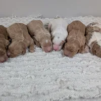 Irish Goldendoodle boy 2, a male Goldendoodle and Irish Doodle for sale in Baton Rouge, LA – Photo 6 of 9