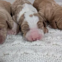 Irish Goldendoodle boy 2, a male Goldendoodle and Irish Doodle for sale in Baton Rouge, LA – Photo 3 of 9