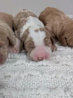 Irish Goldendoodle boy 2, a male Goldendoodle and Irish Doodle for sale in Baton Rouge, LA – Photo 1 of 3