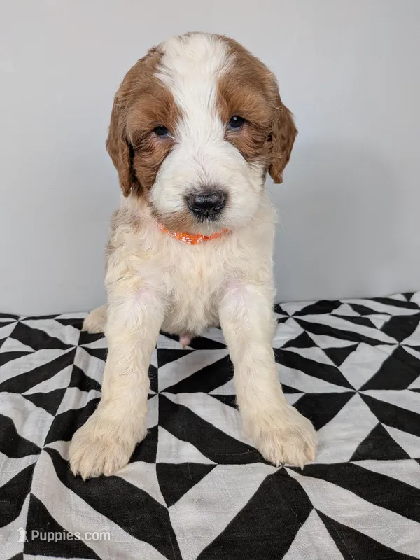 Irish Goldendoodle boy 2 – Goldendoodle, Irish Doodle puppy for sale in Baton Rouge, LA