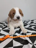 Irish Goldendoodle boy 2, a male Goldendoodle and Irish Doodle for sale in Baton Rouge, LA – Photo 5 of 9