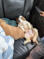 Irish Goldendoodle boy 2, a male Goldendoodle and Irish Doodle for sale in Baton Rouge, LA – Photo 9 of 9