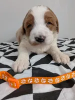 Irish Goldendoodle boy 2, a male Goldendoodle and Irish Doodle for sale in Baton Rouge, LA – Photo 4 of 9