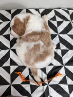 Irish Goldendoodle boy 2, a male Goldendoodle and Irish Doodle for sale in Baton Rouge, LA – Photo 8 of 9