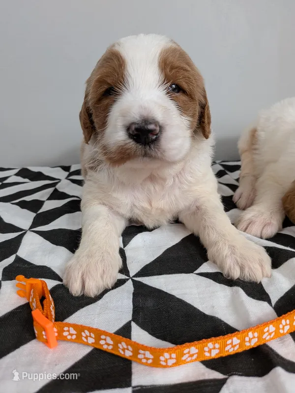 Irish Goldendoodle boy 2 – Goldendoodle, Irish Doodle puppy for sale in Baton Rouge, LA