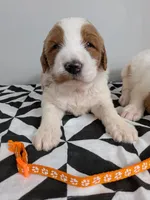 Irish Goldendoodle boy 2, a male Goldendoodle and Irish Doodle for sale in Baton Rouge, LA – Photo 2 of 9