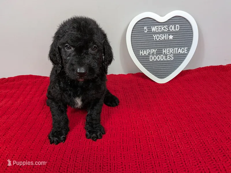 F1b Goldendoodle "Yoshi" – Goldendoodle puppy for sale in Baton Rouge, LA