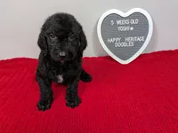 F1b Goldendoodle "Yoshi", a male Goldendoodle for sale in Baton Rouge, LA – 1 of 1