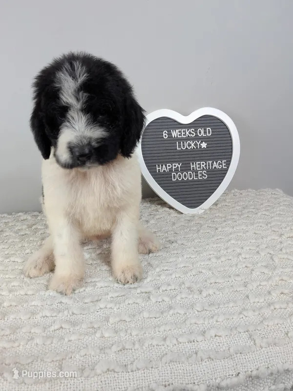 F1b boy "Lucky" – Goldendoodle puppy for sale in Baton Rouge, LA