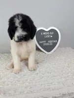 F1b boy "Lucky", a male Goldendoodle for sale in Baton Rouge, LA – 1 of 2