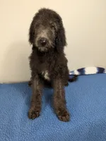 Oak F1bb Goldendoodle, a male Goldendoodle for sale in Baton Rouge, LA – 5 of 5