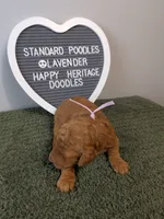 Standard Poodle- lavender collar , a female Poodle - Standard  for sale in Baton Rouge, LA – 3 of 4