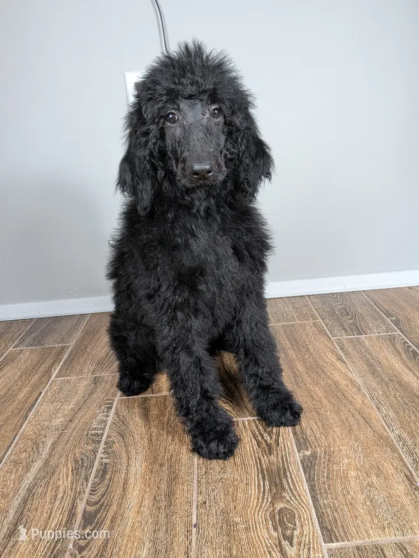 Purple collar girl – Poodle - Standard  puppy for sale in Baton Rouge, LA