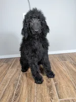 Purple collar girl, a female Poodle - Standard  for sale in Baton Rouge, LA – 1 of 7