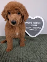Standard Poodles- pink collar , a female Poodle - Standard  for sale in Baton Rouge, LA – 7 of 10