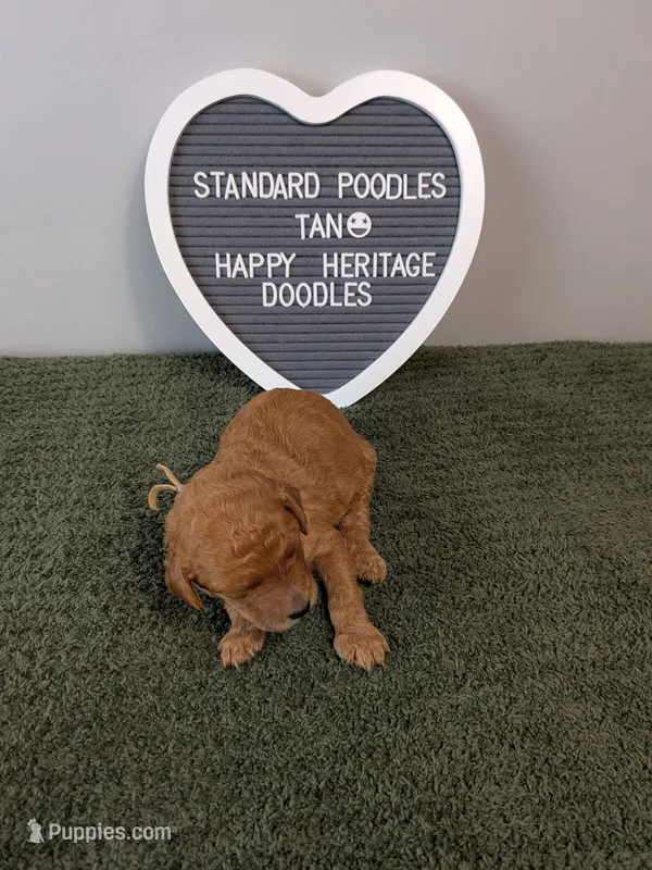 Standard Poodle- tan collar – Poodle - Standard  puppy for sale in Baton Rouge, LA