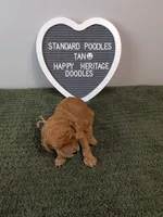 Standard Poodle- tan collar, a male Poodle - Standard  for sale in Baton Rouge, LA – 1 of 3