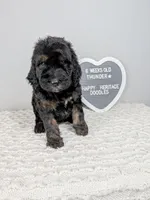 F1b boy "Thunder", a male Goldendoodle for sale in Baton Rouge, LA – 3 of 3