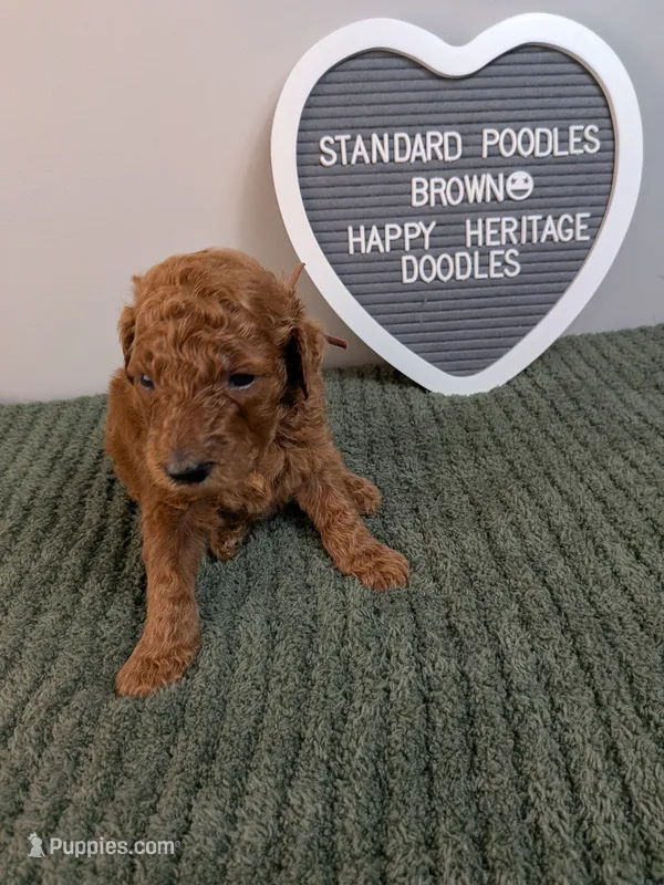 Standard Poodle- brown collar  – Poodle - Standard  puppy for sale in Baton Rouge, LA