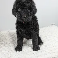 Orange collar boy, a male Poodle - Standard  for sale in Baton Rouge, LA – Photo 2 of 8