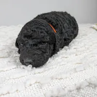 Orange collar boy, a male Poodle - Standard  for sale in Baton Rouge, LA – Photo 4 of 8