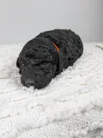 Orange collar boy, a male Poodle - Standard  for sale in Baton Rouge, LA – Photo 2 of 3