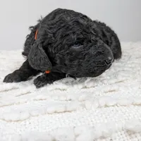 Orange collar boy, a male Poodle - Standard  for sale in Baton Rouge, LA – Photo 5 of 8