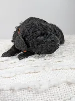 Orange collar boy, a male Poodle - Standard  for sale in Baton Rouge, LA – Photo 3 of 3