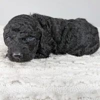 Orange collar boy, a male Poodle - Standard  for sale in Baton Rouge, LA – Photo 3 of 8