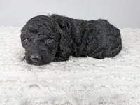 Orange collar boy, a male Poodle - Standard  for sale in Baton Rouge, LA – Photo 1 of 3