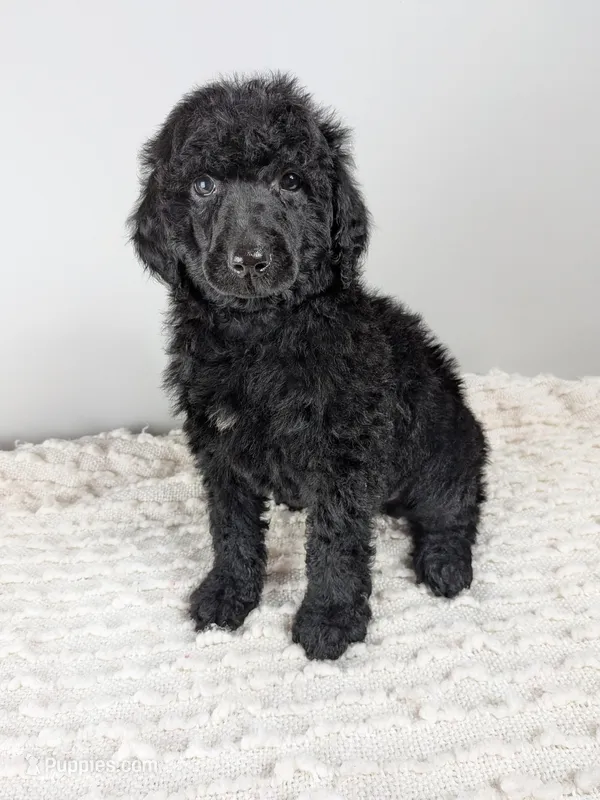 Orange collar boy – Poodle - Standard  puppy for sale in Baton Rouge, LA
